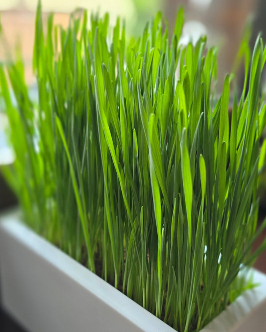 LAVEANO Bio-Katzengras Monats-Abo mit frischem Gras in weißer Schale