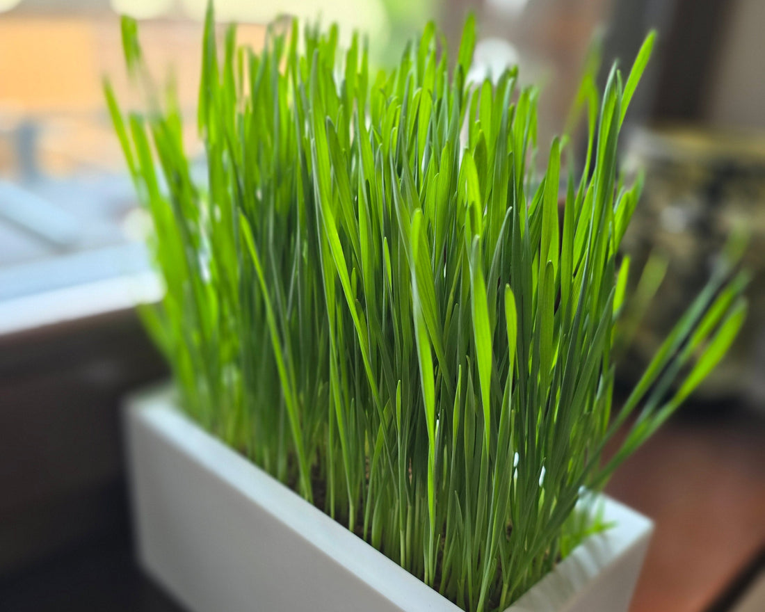 Gesundes, dicht gewachsenes Katzengras in einer weißen LAVEANO Schale