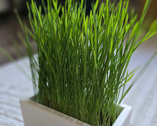 LAVEANO Katzengras Starter-Set – Schale + 1 Gras-Tile
