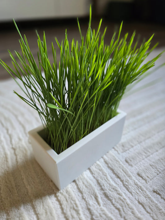 LAVEANO Katzengras Starter-Set
