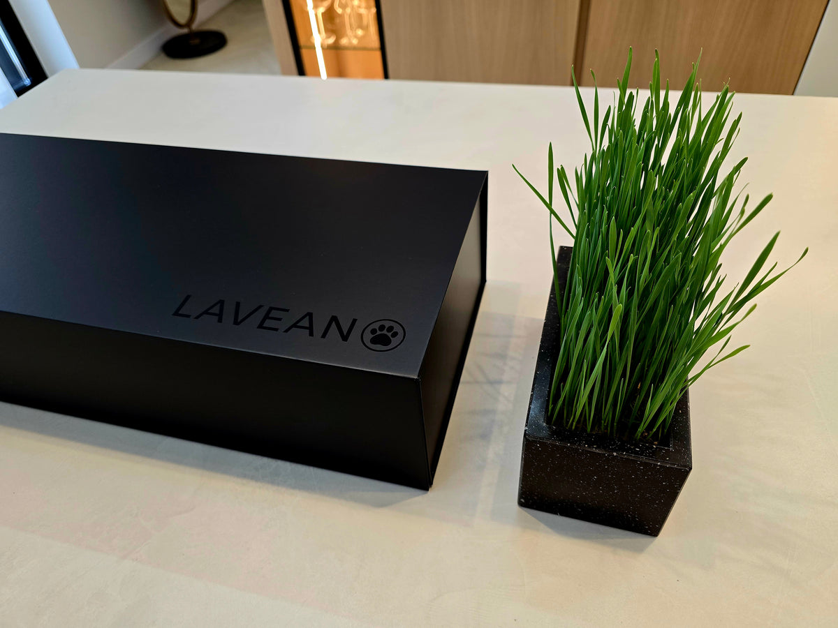 LAVEANO Katzengras Starter Set – Schwarz