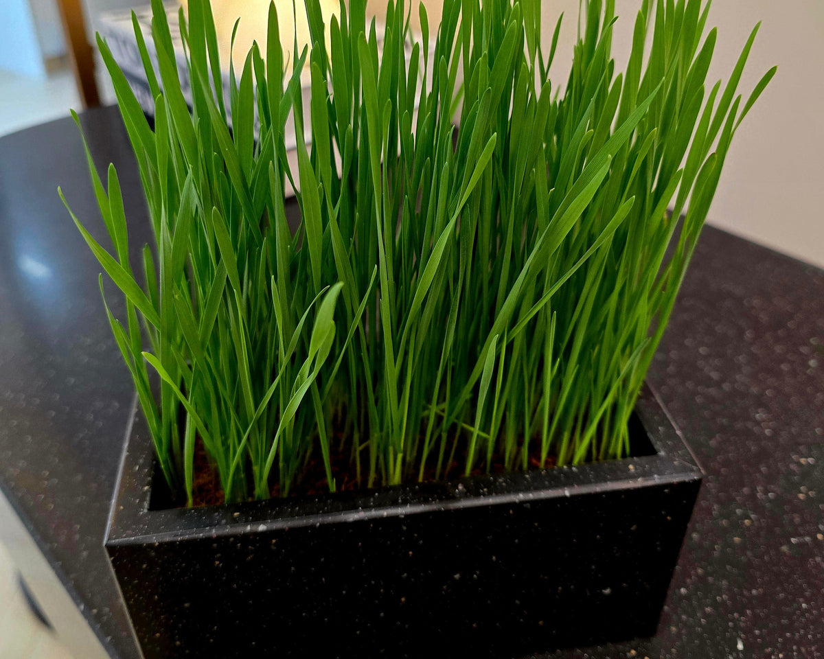 LAVEANO Katzengras Starter Set – Schwarz